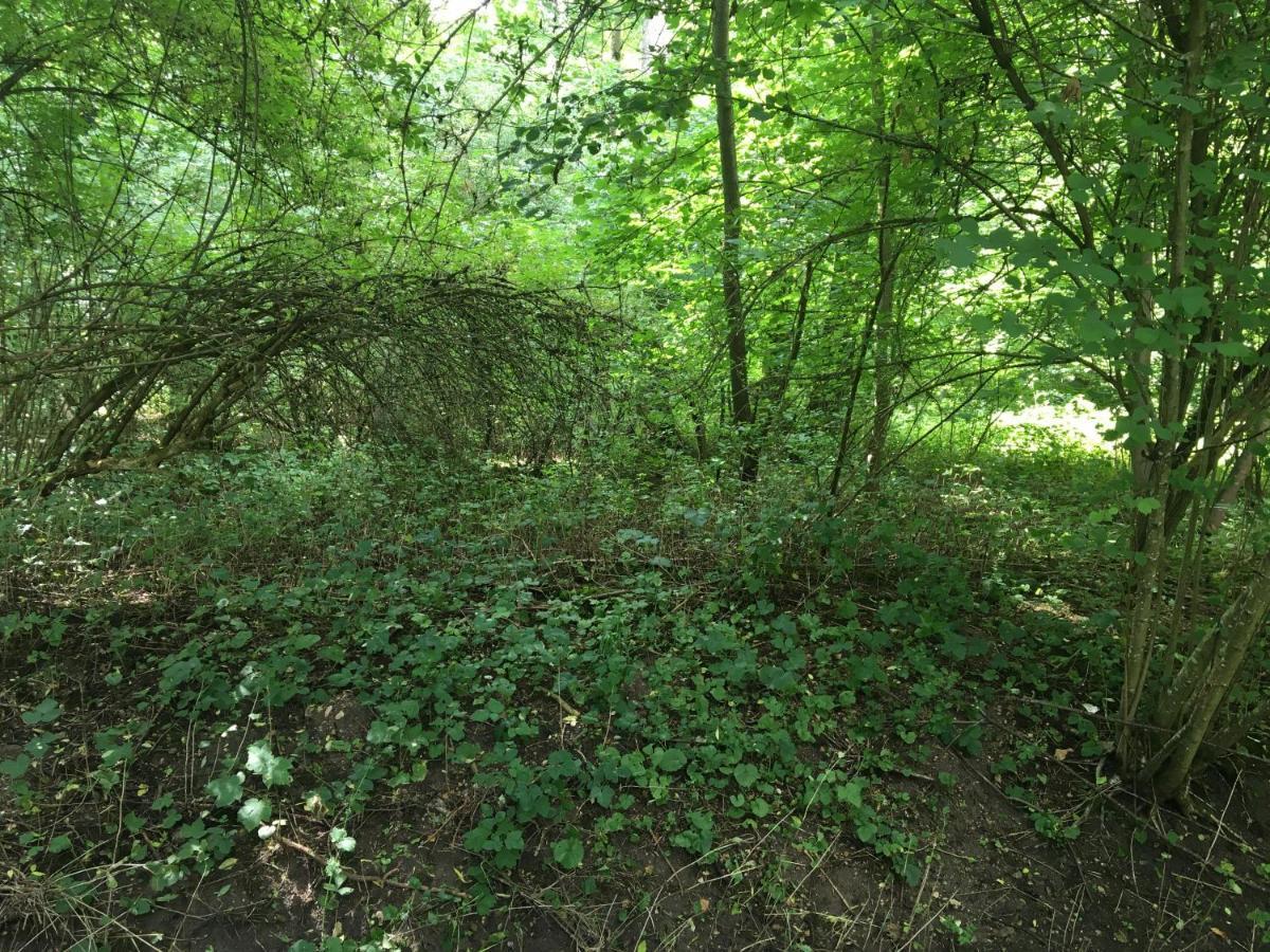 Un Coin De Foret Courmas Екстериор снимка